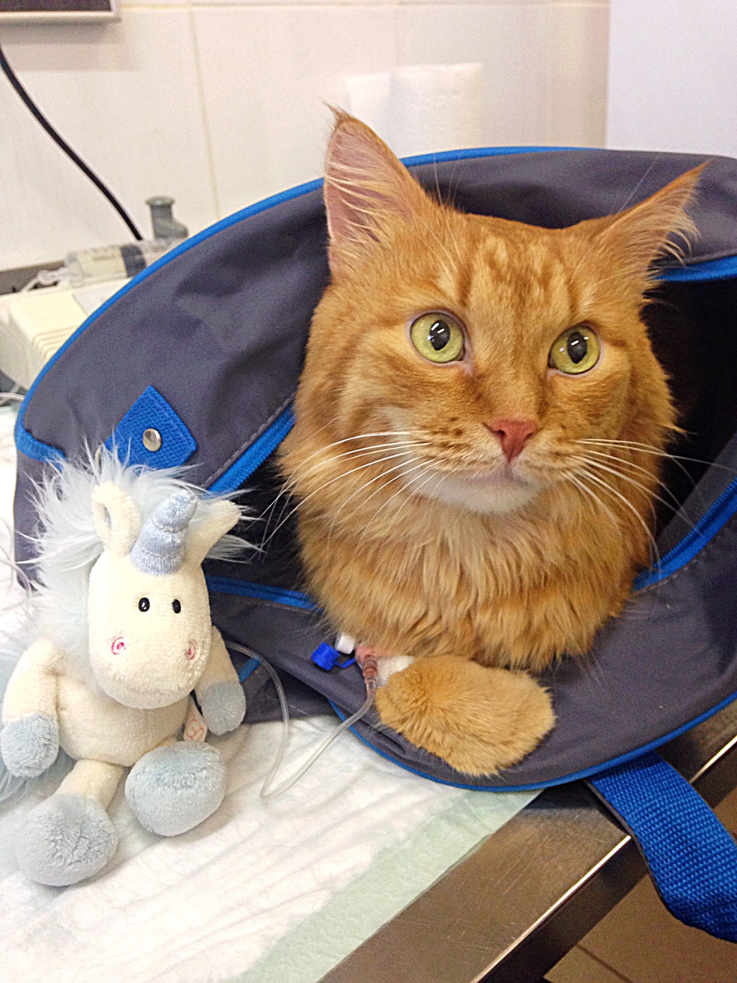 Запись от 03.03.2017