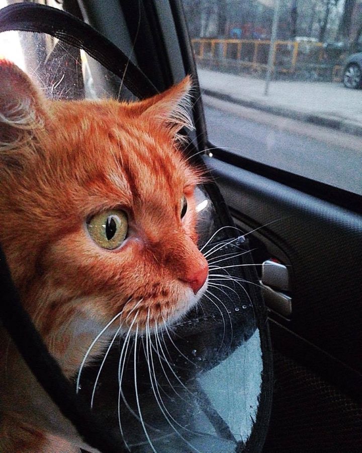 Запись от 11.03.2017