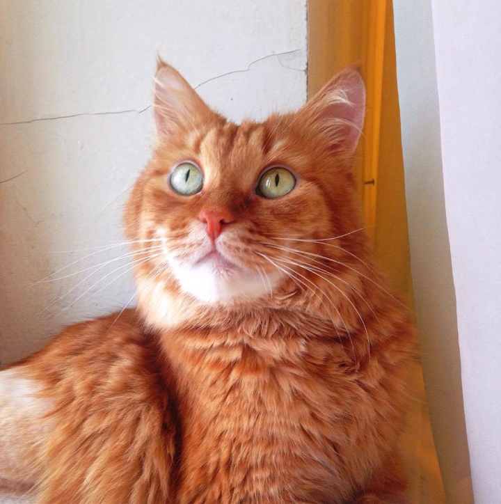 Запись от 17.03.2017