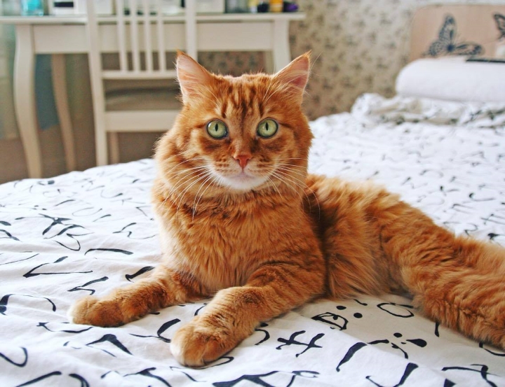 Запись от 19.06.2017